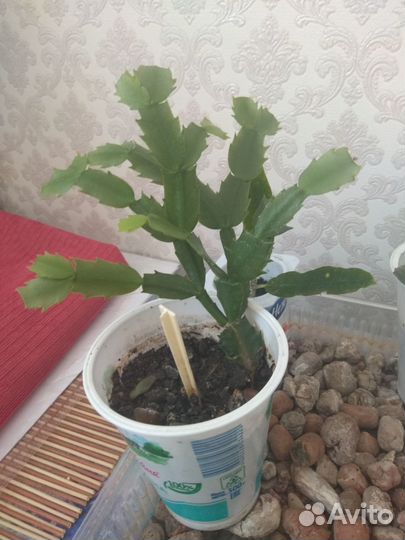 Шлюмбергера розовая