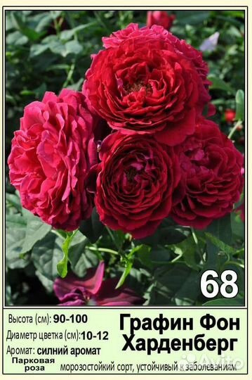 Саженцы оптом роз окс спб