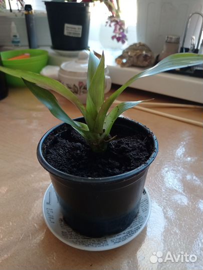 Цветок гузмания