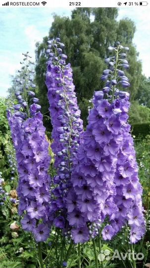 Дельфиниум