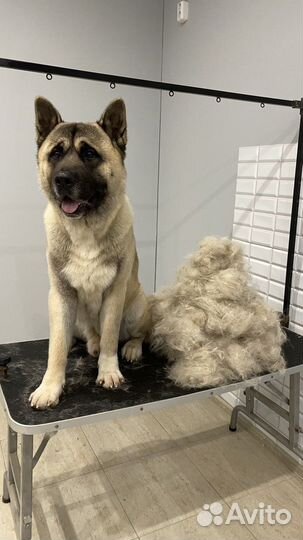 Экспресс-линька, груминг собак И кошек