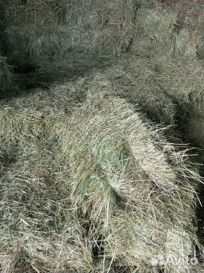 Сено в тюках брикетах корм с доставкой