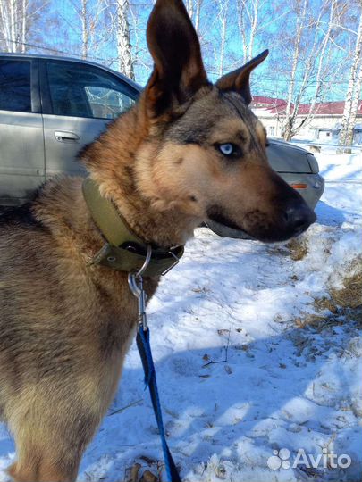 Собака - друг