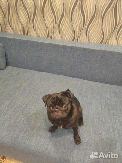 Мопс вязка мальчик