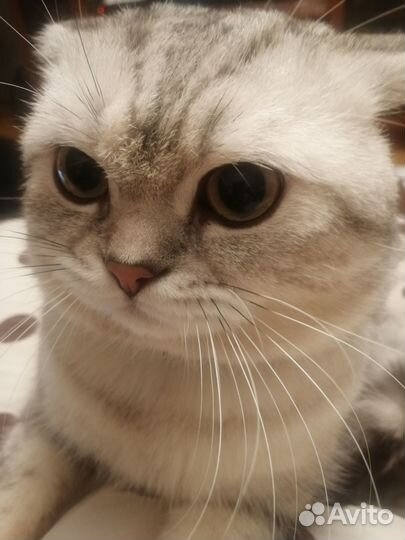 Кот в добрые руки