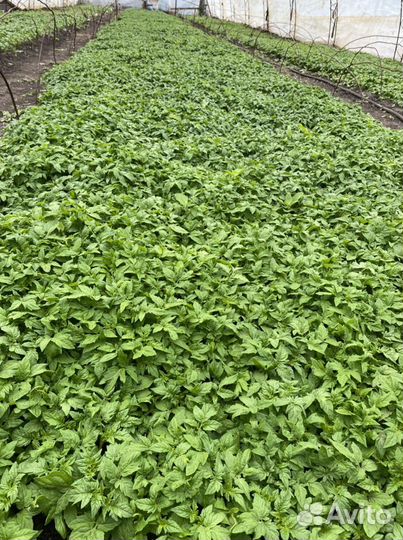 Рассада томатов,огурцов,перца,баклажан, базилика