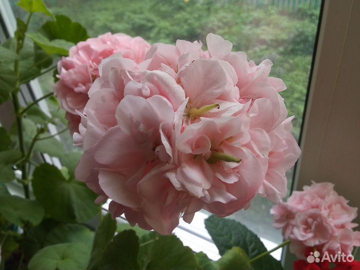 Пеларгония герань