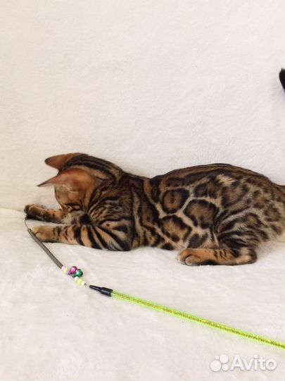 Бенгальская кошечка