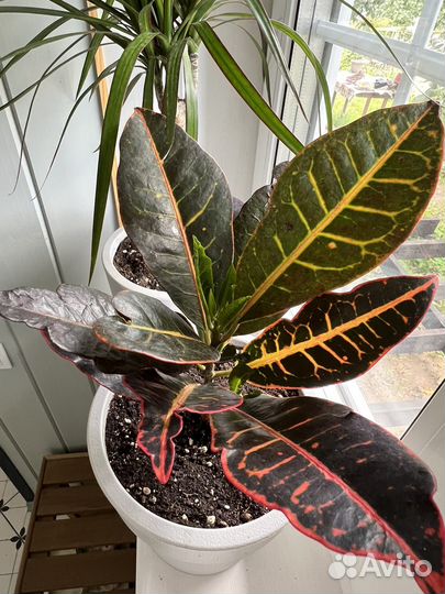 Кодиеум Кротон. Комнатные растения