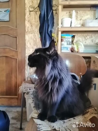 Кошки мейн-кун