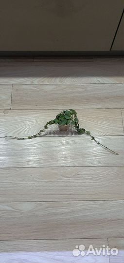 Хойя super эскимо