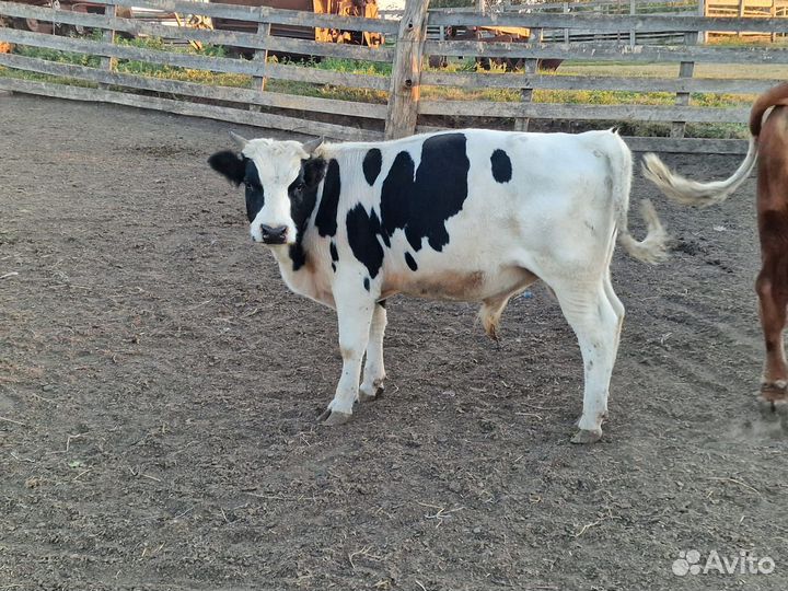 Бычки и быки