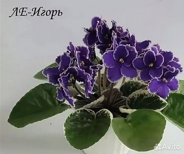 Сортовые фиалки 2