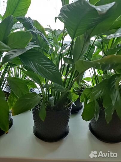 Спатифиллум