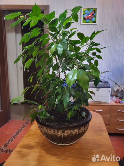 Фикус бенджамина большой