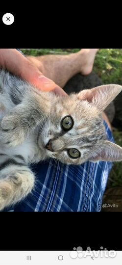 Котята в добрые руки.ищут