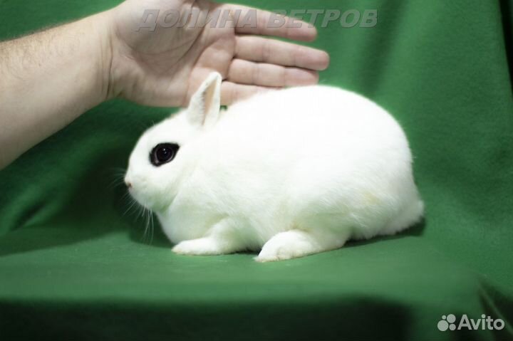 Карликовые хохоты кролики, родители на фото