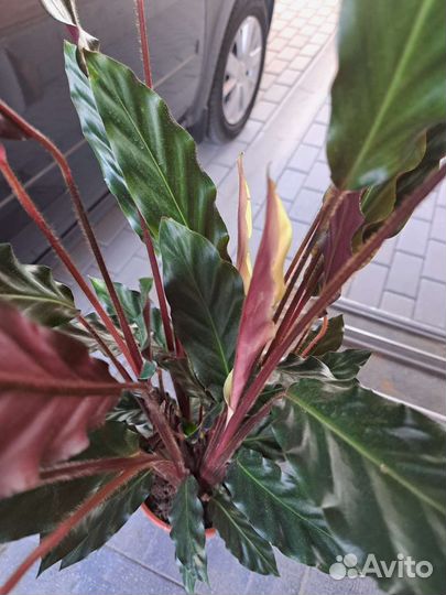 Калатея Руфибарба 80 см