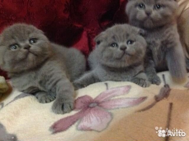 Голубые скоттиш фолд