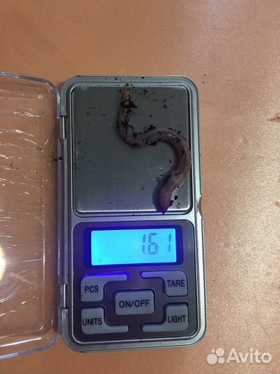 Червь дендробена для рыбалки