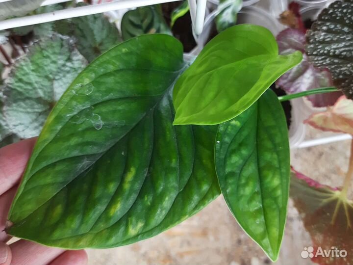 Цветы комнатные