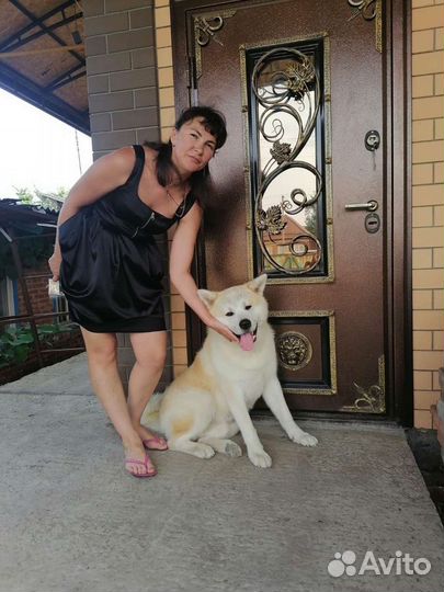 Вязка Акита Ину самец