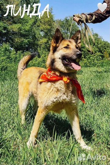 Собака из приюта ищет дом