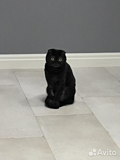 Кошки в добрые руки