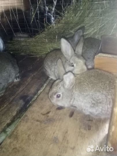 Крольчата