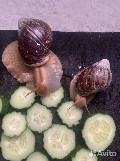 Улитки Ахатины