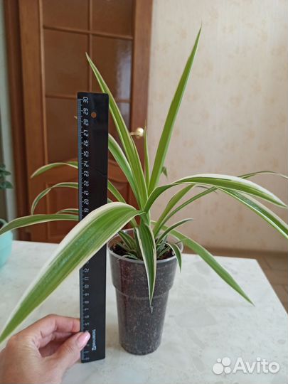 Хлорофитум