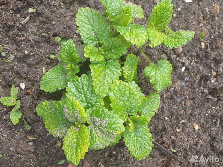 Рукола, мелисса, мята