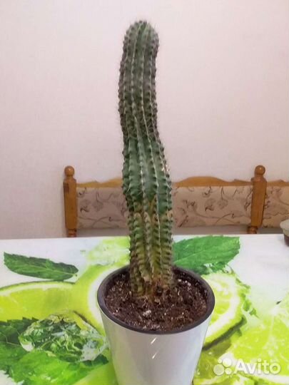 Большой кактус