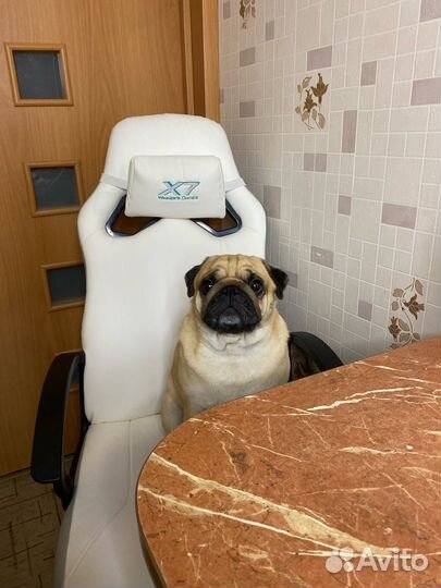 Мопс вязка мальчик