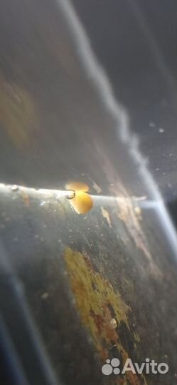 Теодоксусы