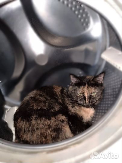 Кошка в добрые руки