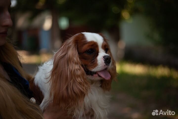 Вязка кавалер кинг чарльз спаниель