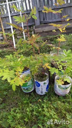 Саженцы для дачи