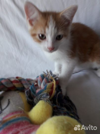 Котятки в дар