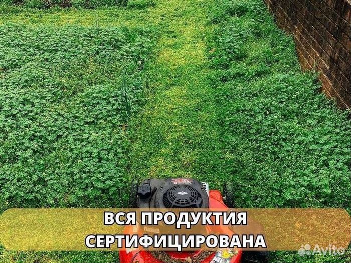 Рулонный газон эконом