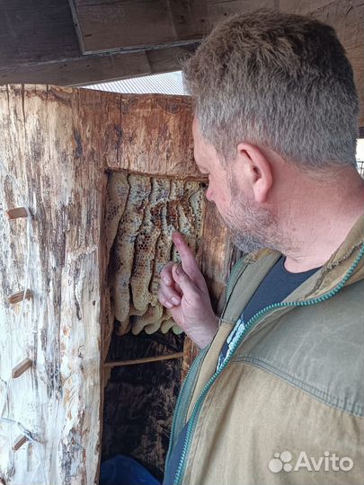 Алтайский дикий бортевой мед