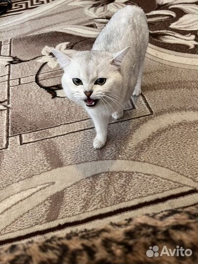 Шотландский шиншила кот вязка