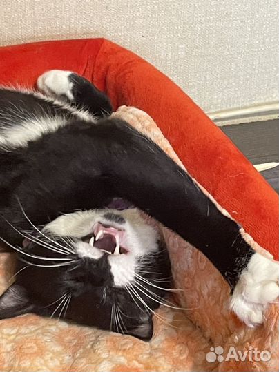 Котенок