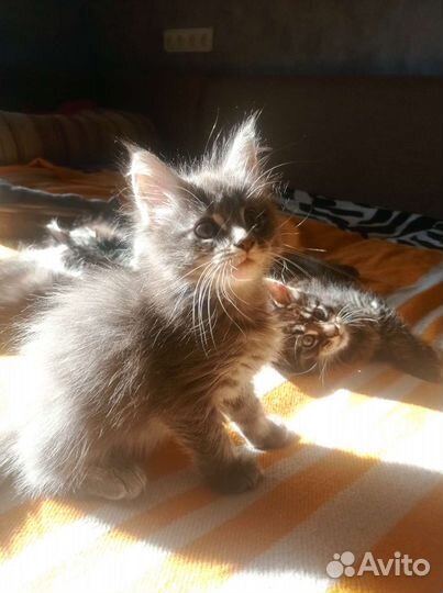 Котята мейн-кун