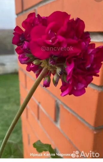 Пеларгонии