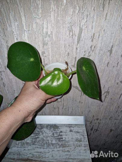 Пеперомия рейндроп