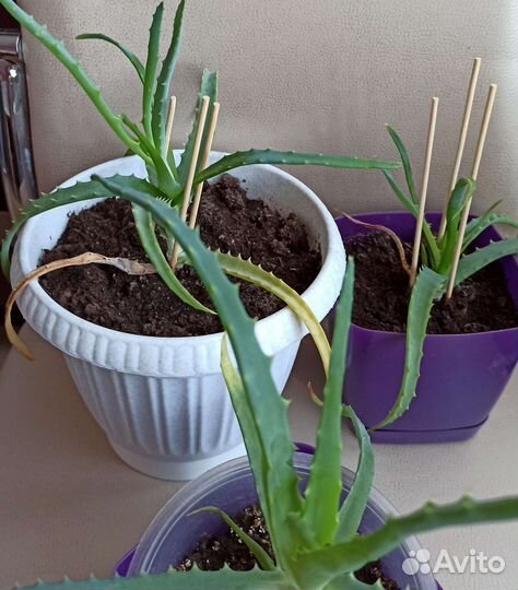 Алоэ столетник