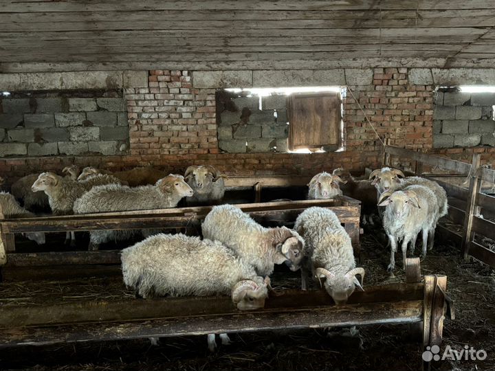 Овцы ягнята баранчик