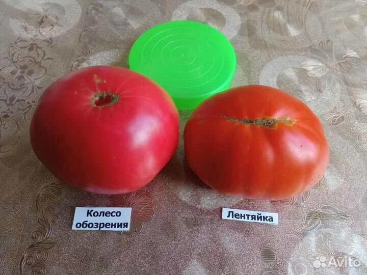 Семена редких коллекционных сортов томатов