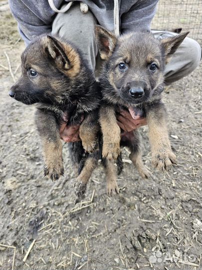 Немецкая Овчарка с документами